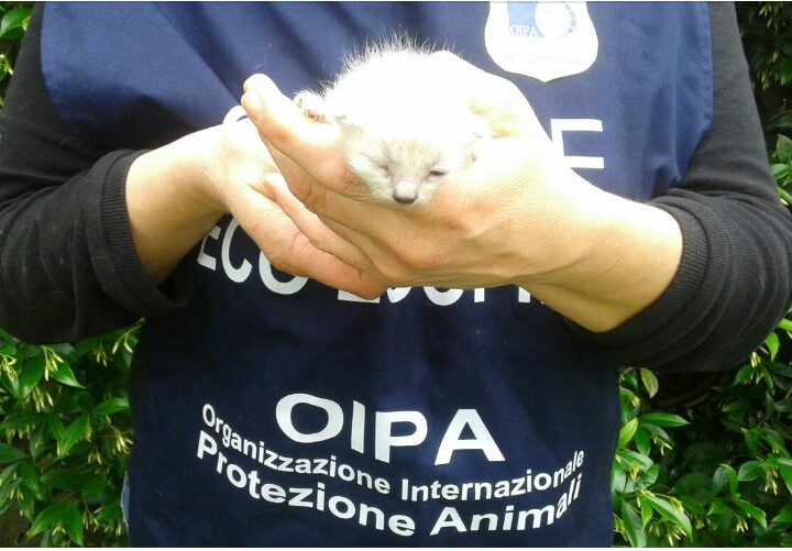 GEZ-Gatto.jpeg