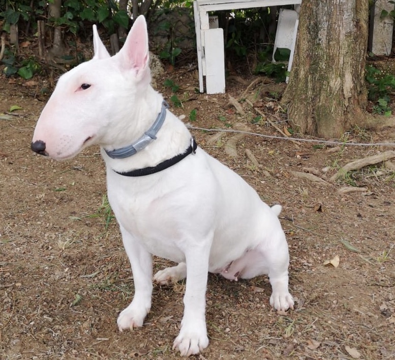 margo_collecorvino_bull_terrier.jpg